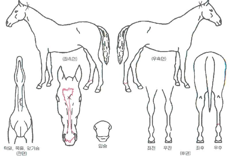 ½ºÅä¹Ì¸ÅÁ÷ÀÇ Ãø¸é,¿ì¸é,µÞ¸é,µÎ»ó,´Ù¸®ÀÇ Æ¯Â¡µµÇØ