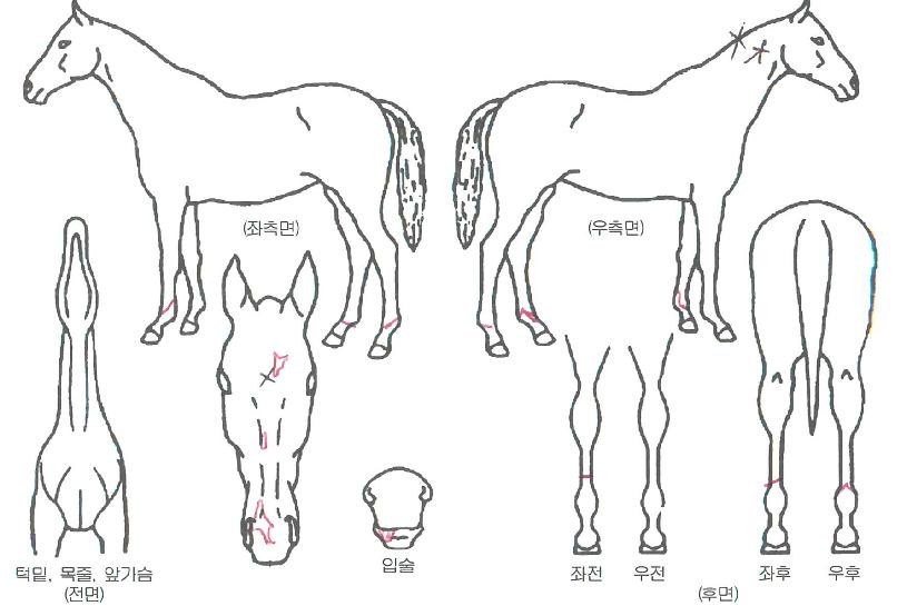 ����ƮŸ���� ����,���,�޸�,�λ�,�ٸ��� Ư¡����