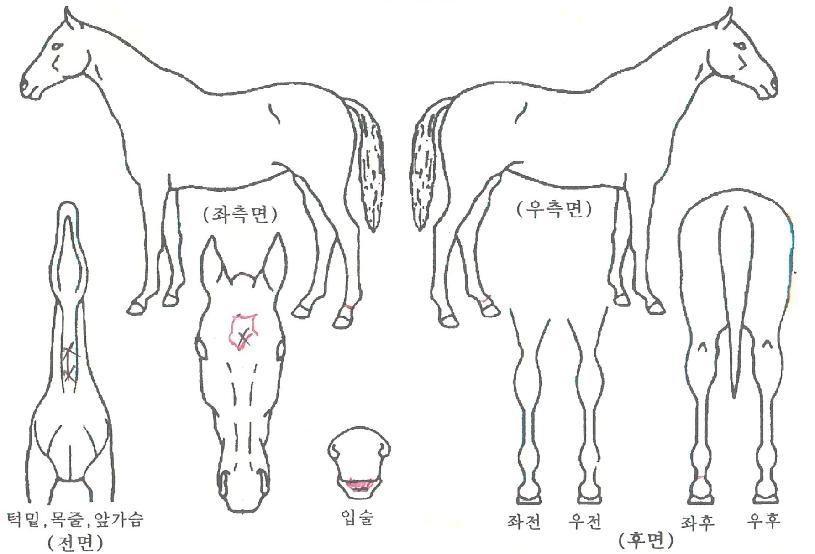 ·Î¿Æ®¸®ÇÃÀÇ Ãø¸é,¿ì¸é,µÞ¸é,µÎ»ó,´Ù¸®ÀÇ Æ¯Â¡µµÇØ