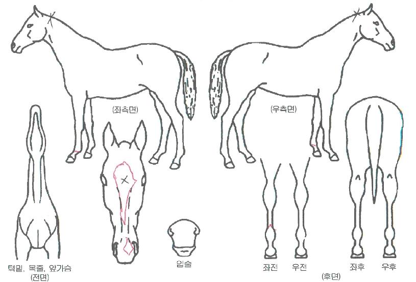 ¹Ù¶÷ÀǽÅÀÇ Ãø¸é,¿ì¸é,µÞ¸é,µÎ»ó,´Ù¸®ÀÇ Æ¯Â¡µµÇØ