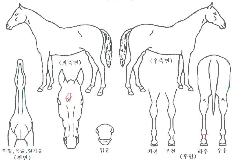 �ϰ����� ����,���,�޸�,�λ�,�ٸ��� Ư¡����