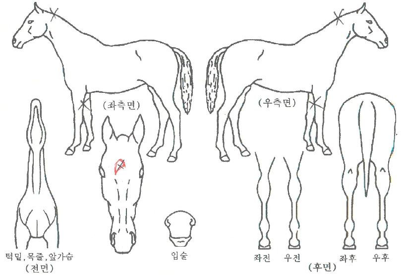 À°·æÀÌÀÇ Ãø¸é,¿ì¸é,µÞ¸é,µÎ»ó,´Ù¸®ÀÇ Æ¯Â¡µµÇØ