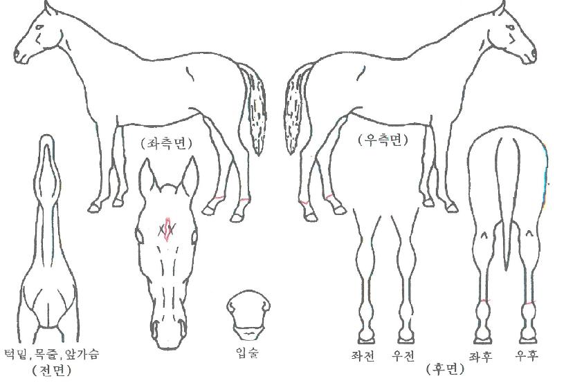 ÇØµ¿ÀǺ°ÀÚ¸¶ÀÇ Ãø¸é,¿ì¸é,µÞ¸é,µÎ»ó,´Ù¸®ÀÇ Æ¯Â¡µµÇØ