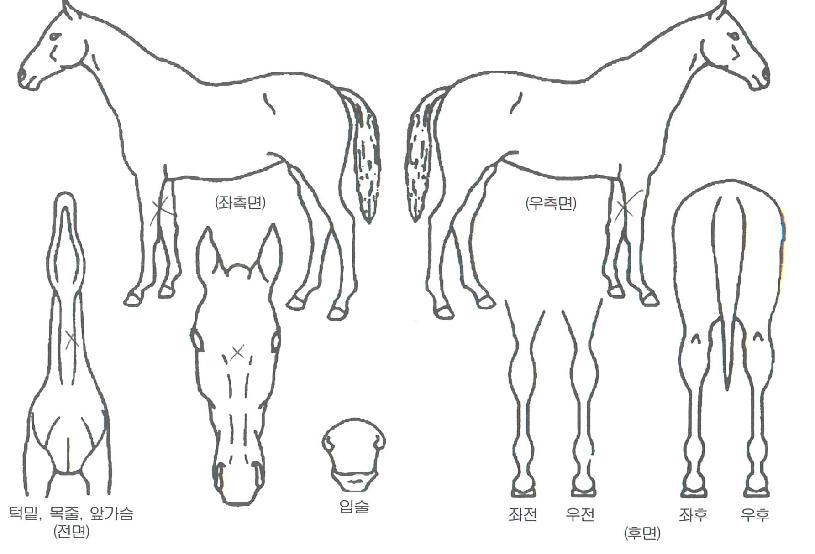 ¿µ¶ôÅ¿ÕÀÇ Ãø¸é,¿ì¸é,µÞ¸é,µÎ»ó,´Ù¸®ÀÇ Æ¯Â¡µµÇØ