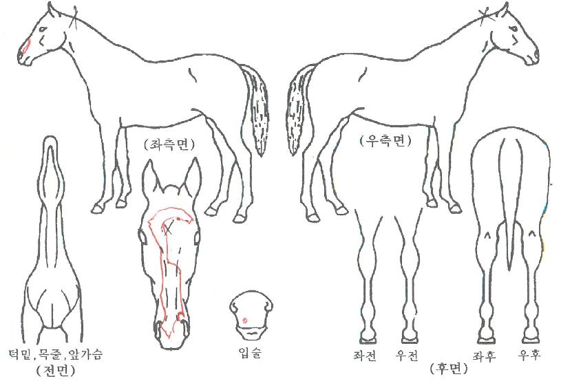 �۷ι��帲�� ����,���,�޸�,�λ�,�ٸ��� Ư¡����