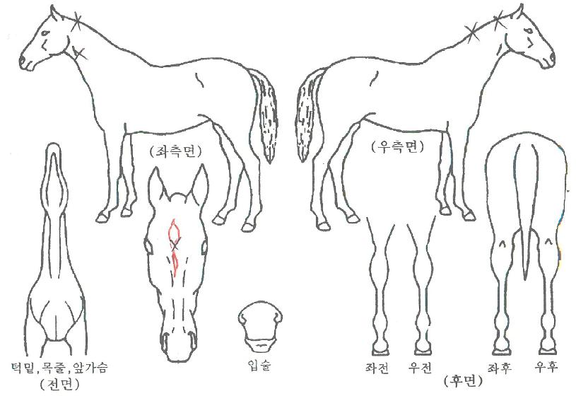 ¼Å¬´í¼ÀÇ Ãø¸é,¿ì¸é,µÞ¸é,µÎ»ó,´Ù¸®ÀÇ Æ¯Â¡µµÇØ