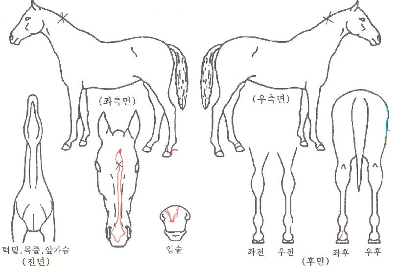 ������� ����,���,�޸�,�λ�,�ٸ��� Ư¡����