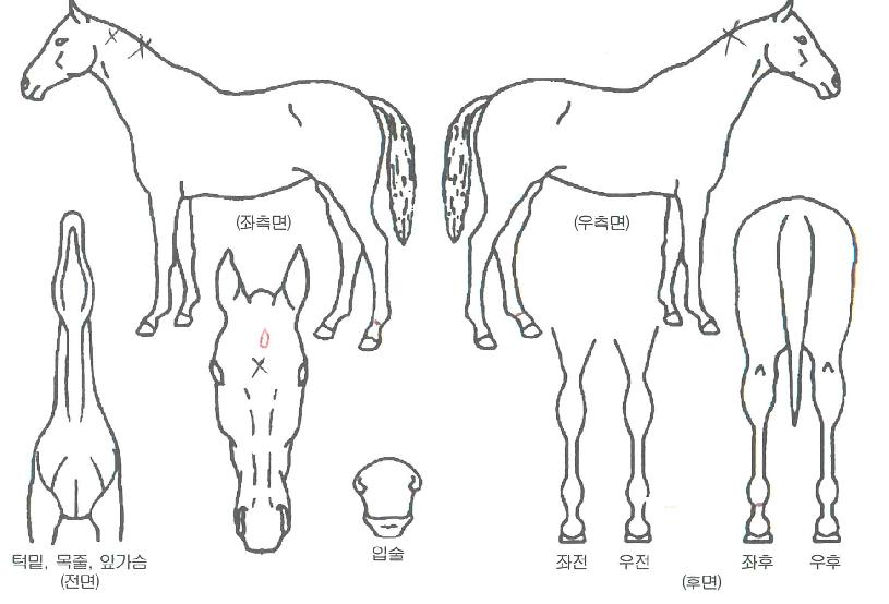 ���̾ƺ���� ����,���,�޸�,�λ�,�ٸ��� Ư¡����