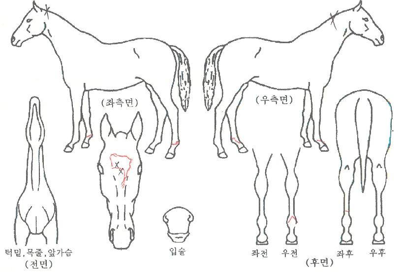 ÆòÃ̶óÀ̾ðÀÇ Ãø¸é,¿ì¸é,µÞ¸é,µÎ»ó,´Ù¸®ÀÇ Æ¯Â¡µµÇØ