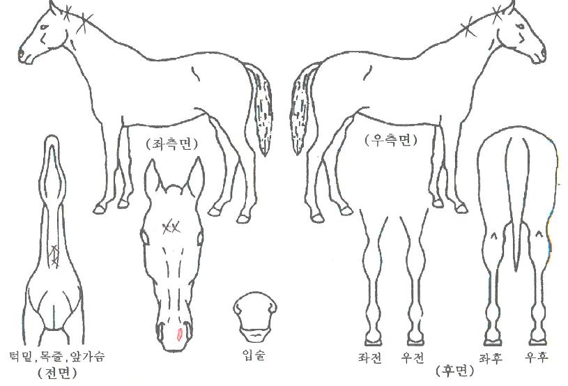 ¿¢¼³·±Æ®¿øÀÇ Ãø¸é,¿ì¸é,µÞ¸é,µÎ»ó,´Ù¸®ÀÇ Æ¯Â¡µµÇØ