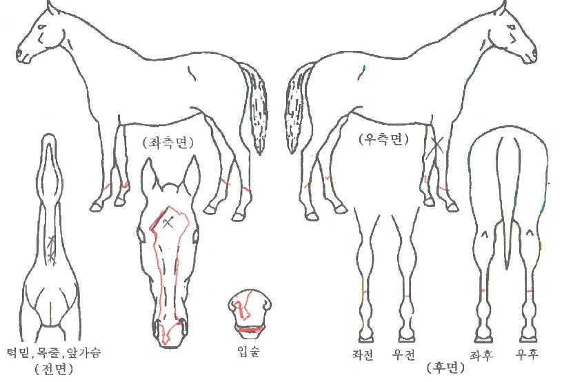 ��õ��ȥ�� ����,���,�޸�,�λ�,�ٸ��� Ư¡����