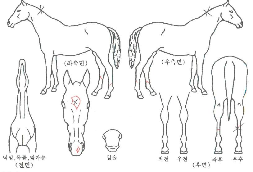 Ä«¿îÆ®´Ù¿îÀÇ Ãø¸é,¿ì¸é,µÞ¸é,µÎ»ó,´Ù¸®ÀÇ Æ¯Â¡µµÇØ