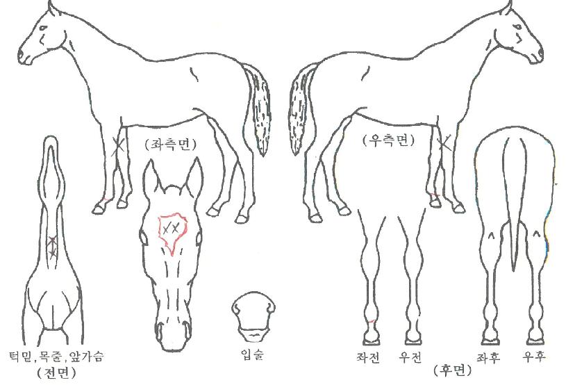 ´ëÈ£½Ã´ëÀÇ Ãø¸é,¿ì¸é,µÞ¸é,µÎ»ó,´Ù¸®ÀÇ Æ¯Â¡µµÇØ