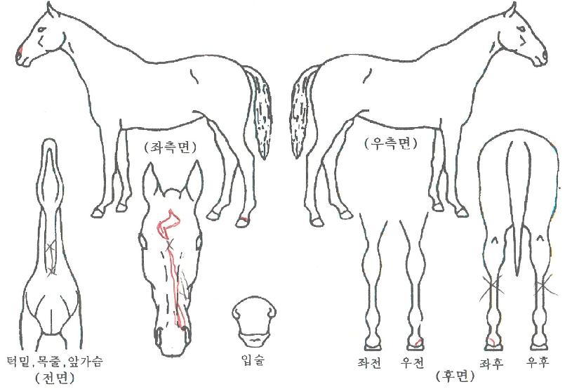 ������ŷ�� ����,���,�޸�,�λ�,�ٸ��� Ư¡����