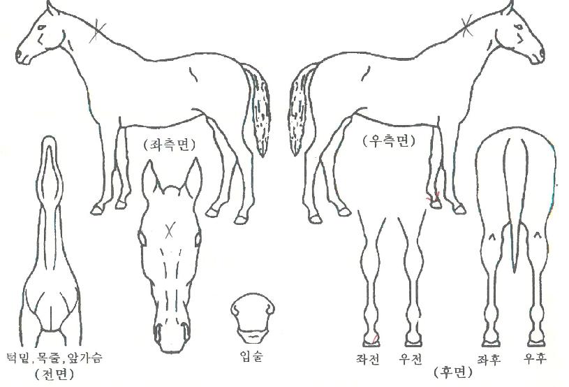 ���ö����� ����,���,�޸�,�λ�,�ٸ��� Ư¡����