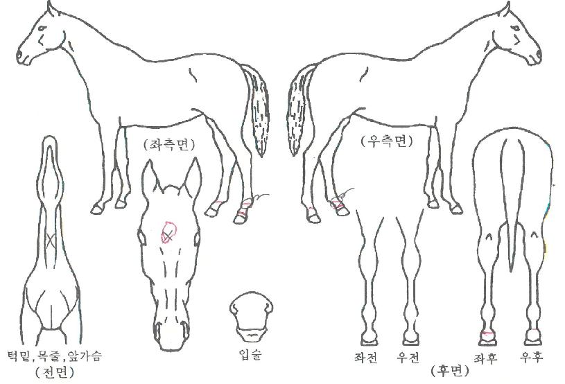 À¯·ÎÆÄÀÇ Ãø¸é,¿ì¸é,µÞ¸é,µÎ»ó,´Ù¸®ÀÇ Æ¯Â¡µµÇØ