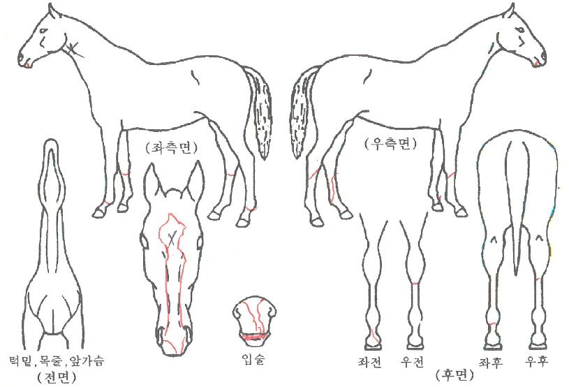 ���̿�������� ����,���,�޸�,�λ�,�ٸ��� Ư¡����