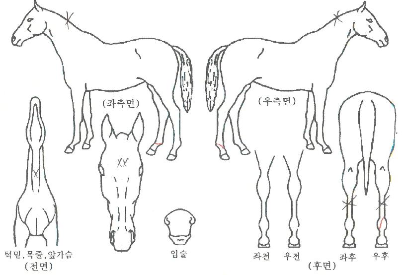 ±â³×ºñ¾îÀÇ Ãø¸é,¿ì¸é,µÞ¸é,µÎ»ó,´Ù¸®ÀÇ Æ¯Â¡µµÇØ