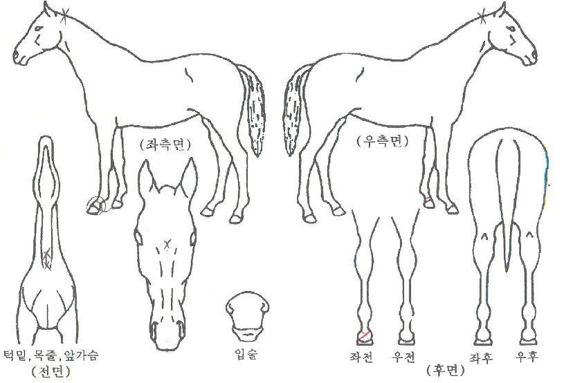 ¹Ù¶÷°áÀÌÀÇ Ãø¸é,¿ì¸é,µÞ¸é,µÎ»ó,´Ù¸®ÀÇ Æ¯Â¡µµÇØ