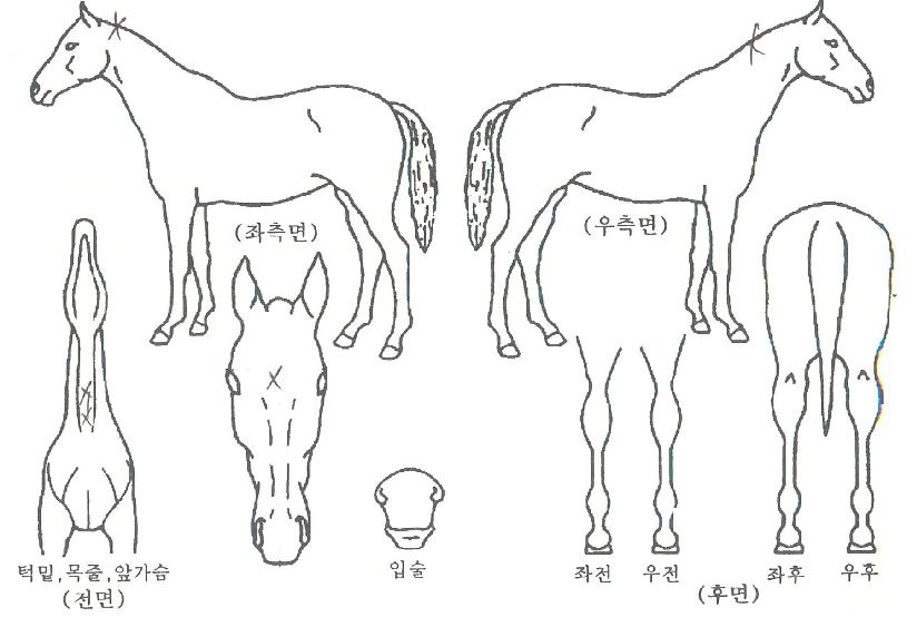 ¿¡¹ö±ÂŸÀÓÀÇ Ãø¸é,¿ì¸é,µÞ¸é,µÎ»ó,´Ù¸®ÀÇ Æ¯Â¡µµÇØ