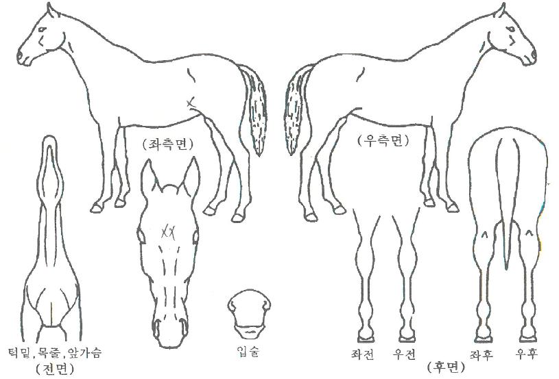 ¿ø¾ØµåÆ®À¢Æ¼ÀÚ¸¶ÀÇ Ãø¸é,¿ì¸é,µÞ¸é,µÎ»ó,´Ù¸®ÀÇ Æ¯Â¡µµÇØ