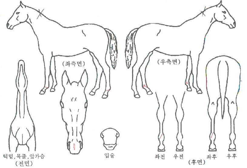 ����������� ����,���,�޸�,�λ�,�ٸ��� Ư¡����