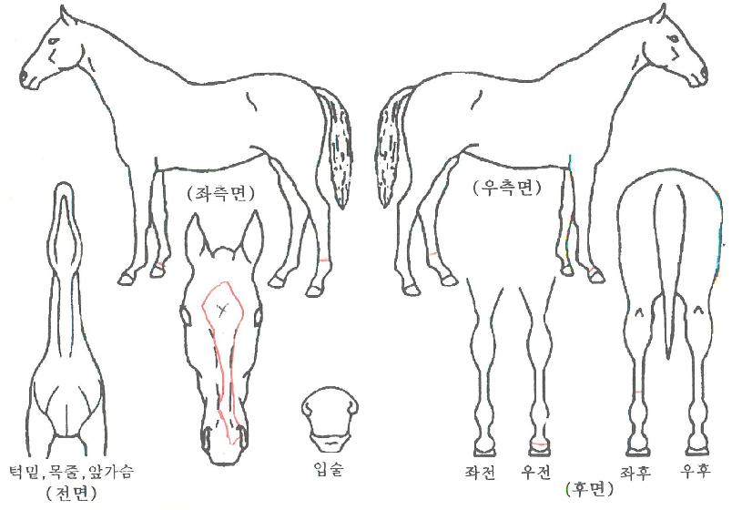 ŵ·±ÀÚ¸¶ÀÇ Ãø¸é,¿ì¸é,µÞ¸é,µÎ»ó,´Ù¸®ÀÇ Æ¯Â¡µµÇØ