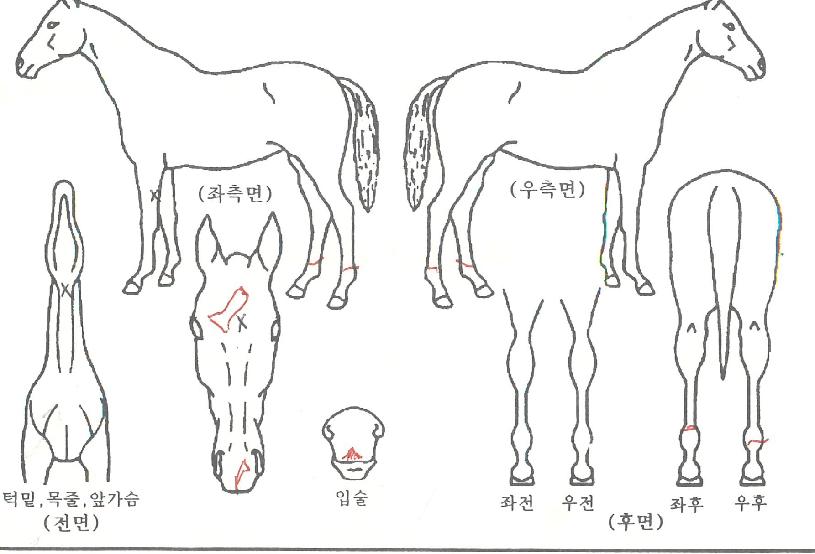 Áúdzµ¶ÁÖÀÇ Ãø¸é,¿ì¸é,µÞ¸é,µÎ»ó,´Ù¸®ÀÇ Æ¯Â¡µµÇØ