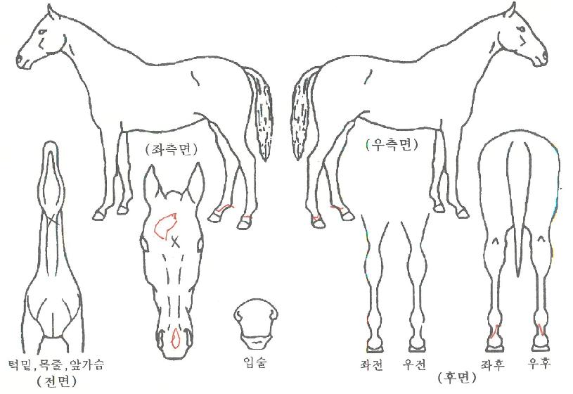 ÆÄ¿öÄÚ¸®¾ÆÀÇ Ãø¸é,¿ì¸é,µÞ¸é,µÎ»ó,´Ù¸®ÀÇ Æ¯Â¡µµÇØ