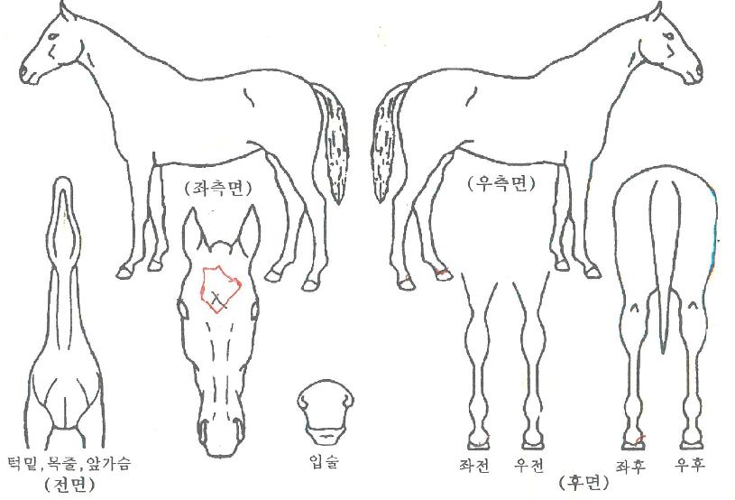 ¸ð¾î¸®Ä¡ÀÇ Ãø¸é,¿ì¸é,µÞ¸é,µÎ»ó,´Ù¸®ÀÇ Æ¯Â¡µµÇØ