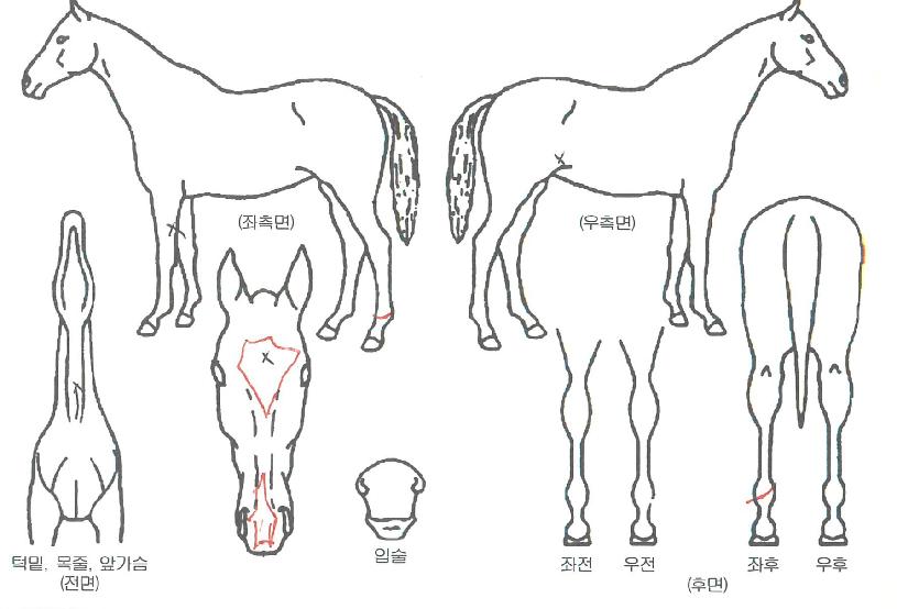 ¾È¾çġŸÀÇ Ãø¸é,¿ì¸é,µÞ¸é,µÎ»ó,´Ù¸®ÀÇ Æ¯Â¡µµÇØ