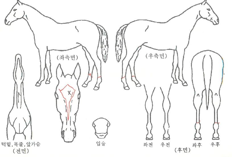 ¸±¸®¿¡¶ßÀÇ Ãø¸é,¿ì¸é,µÞ¸é,µÎ»ó,´Ù¸®ÀÇ Æ¯Â¡µµÇØ