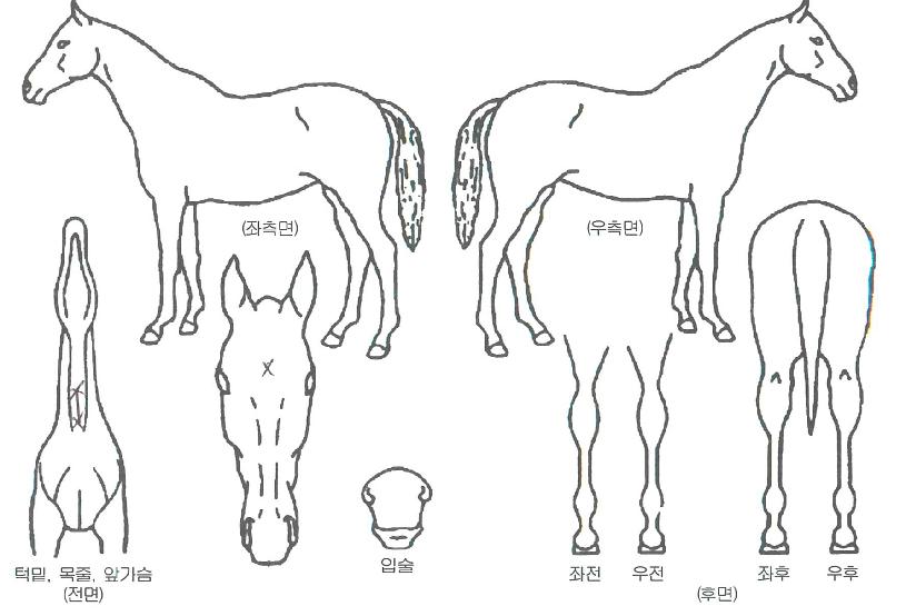 ½ºÄ«À̺òÀÇ Ãø¸é,¿ì¸é,µÞ¸é,µÎ»ó,´Ù¸®ÀÇ Æ¯Â¡µµÇØ