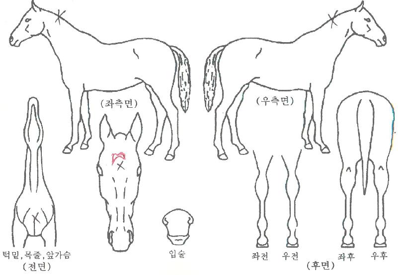 ��������� ����,���,�޸�,�λ�,�ٸ��� Ư¡����