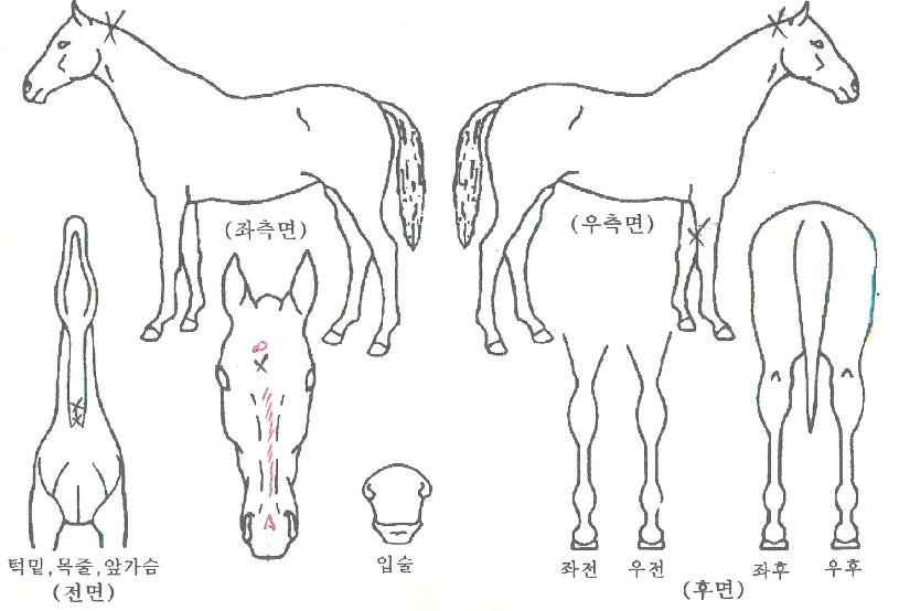 ��������Ʋ���ڸ��� ����,���,�޸�,�λ�,�ٸ��� Ư¡����