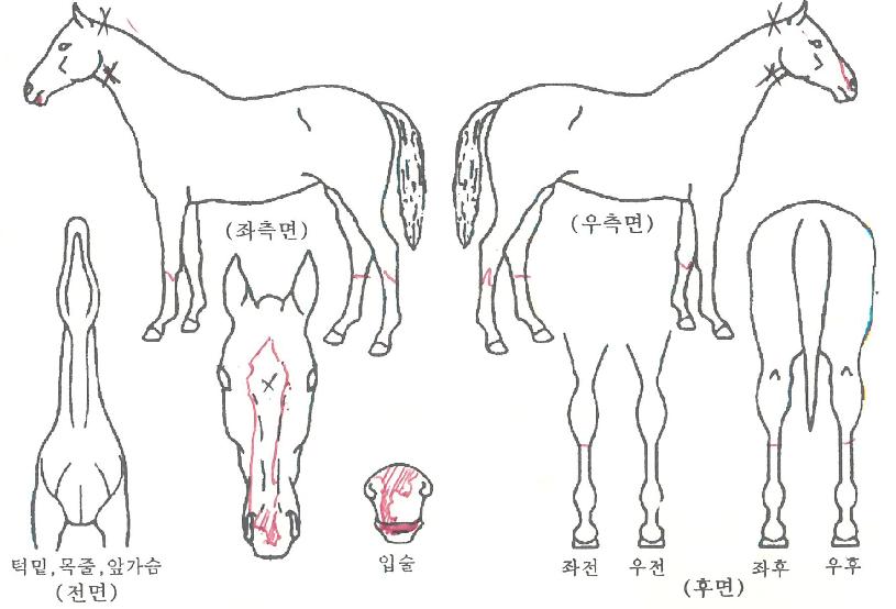 ½Â¸®ÀÇ¿©¿ÕÀÇ Ãø¸é,¿ì¸é,µÞ¸é,µÎ»ó,´Ù¸®ÀÇ Æ¯Â¡µµÇØ