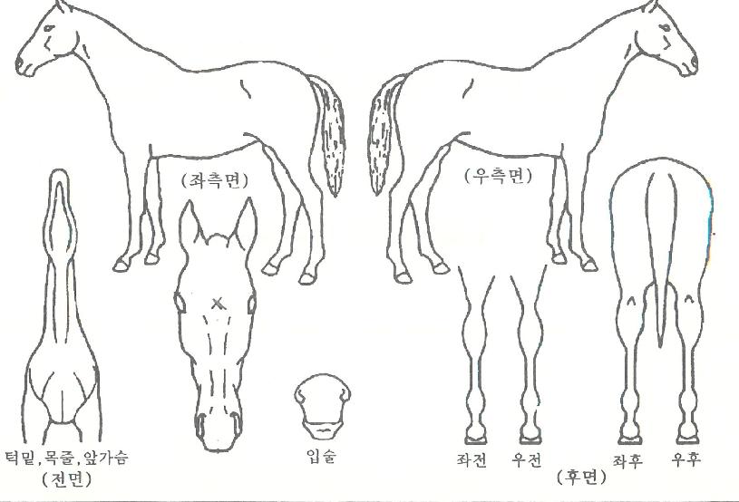 ��볪���� ����,���,�޸�,�λ�,�ٸ��� Ư¡����