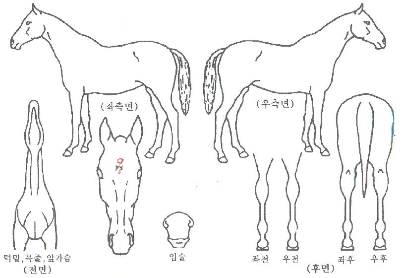 ���ϵ����� ����,���,�޸�,�λ�,�ٸ��� Ư¡����