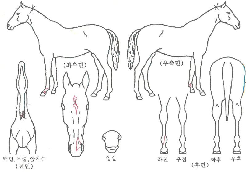 �׷���ī����ڸ��� ����,���,�޸�,�λ�,�ٸ��� Ư¡����