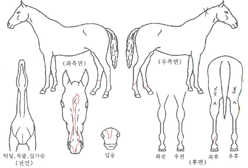 ��Ʈ��ǽ���� ����,���,�޸�,�λ�,�ٸ��� Ư¡����