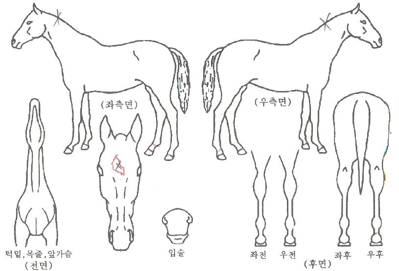 »õ·Î¿î½ºÅ¸ÀÇ Ãø¸é,¿ì¸é,µÞ¸é,µÎ»ó,´Ù¸®ÀÇ Æ¯Â¡µµÇØ