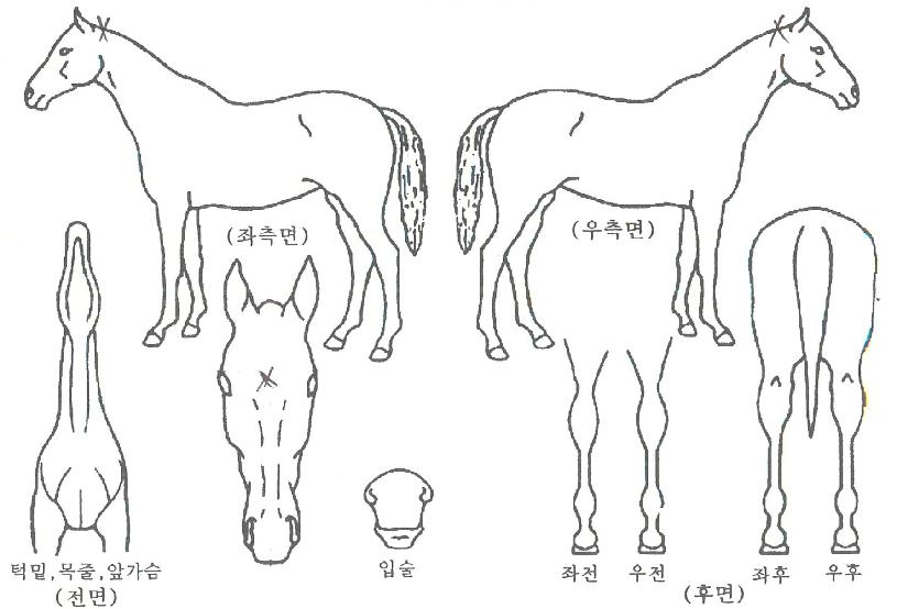ÇÇÄÚÅÁÀÇ Ãø¸é,¿ì¸é,µÞ¸é,µÎ»ó,´Ù¸®ÀÇ Æ¯Â¡µµÇØ