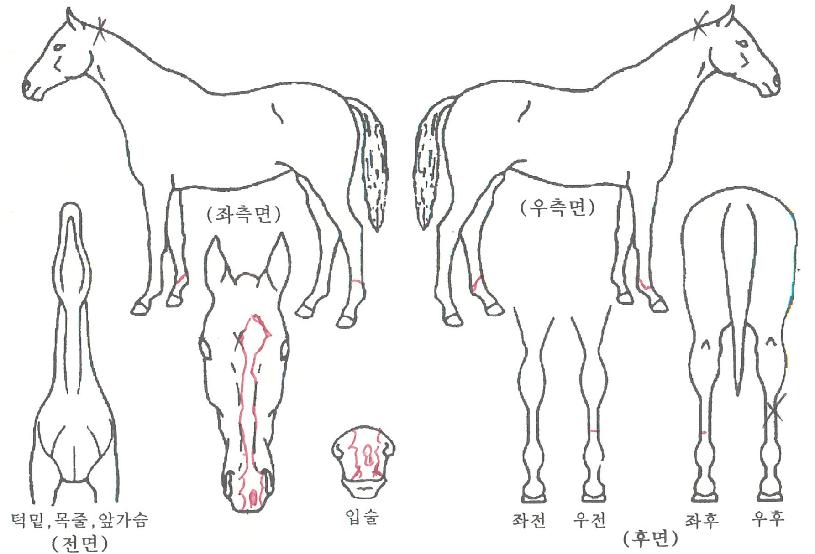 ¸¶ÀÌÆ¼¸¾º¸ÀÇ Ãø¸é,¿ì¸é,µÞ¸é,µÎ»ó,´Ù¸®ÀÇ Æ¯Â¡µµÇØ