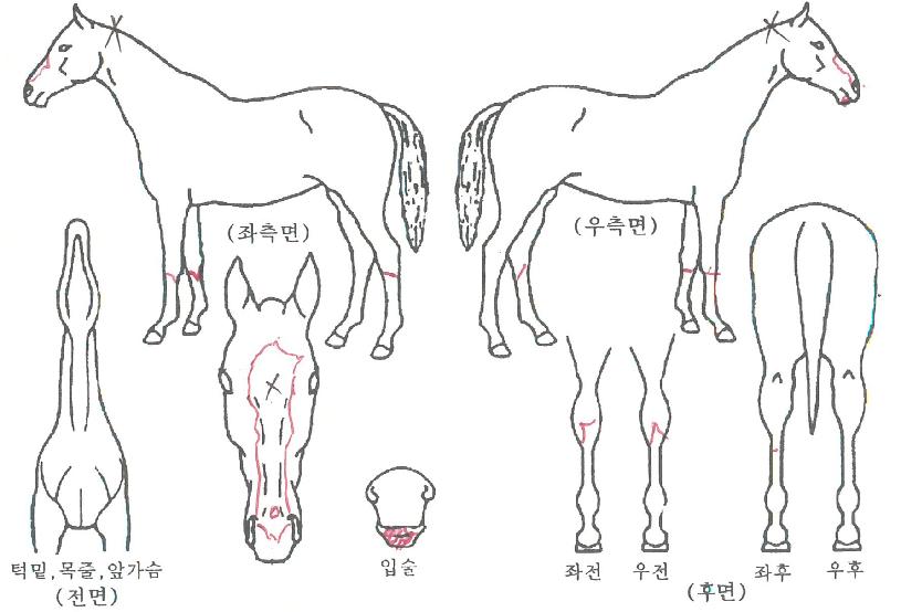 »êµéÀÇ Ãø¸é,¿ì¸é,µÞ¸é,µÎ»ó,´Ù¸®ÀÇ Æ¯Â¡µµÇØ