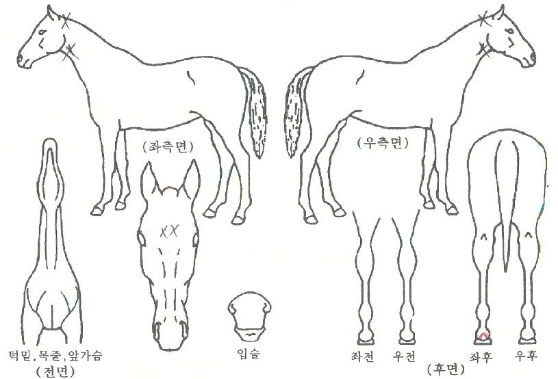 ·çºñ¹úŲÀÇ Ãø¸é,¿ì¸é,µÞ¸é,µÎ»ó,´Ù¸®ÀÇ Æ¯Â¡µµÇØ