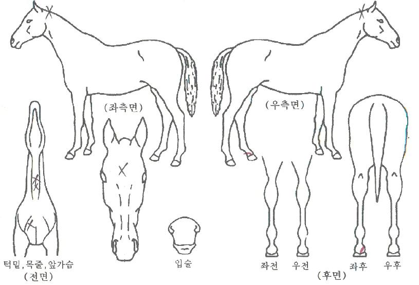 ºí·¢¼±´õÀÚ¸¶ÀÇ Ãø¸é,¿ì¸é,µÞ¸é,µÎ»ó,´Ù¸®ÀÇ Æ¯Â¡µµÇØ