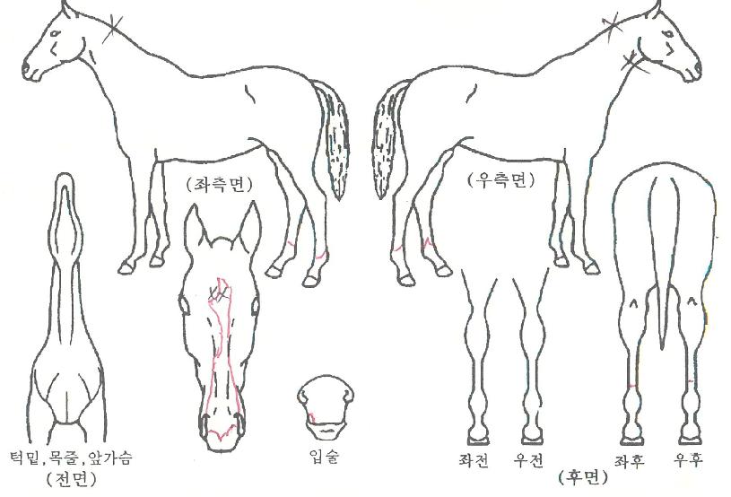 �����ǳ����� ����,���,�޸�,�λ�,�ٸ��� Ư¡����