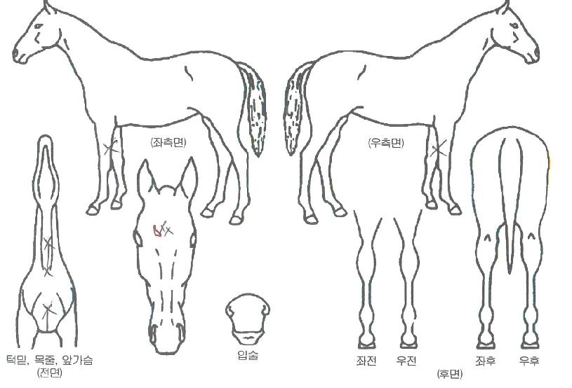 ��µ������� ����,���,�޸�,�λ�,�ٸ��� Ư¡����