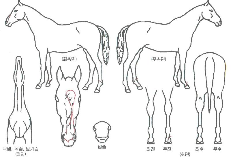 ���̾����� ����,���,�޸�,�λ�,�ٸ��� Ư¡����