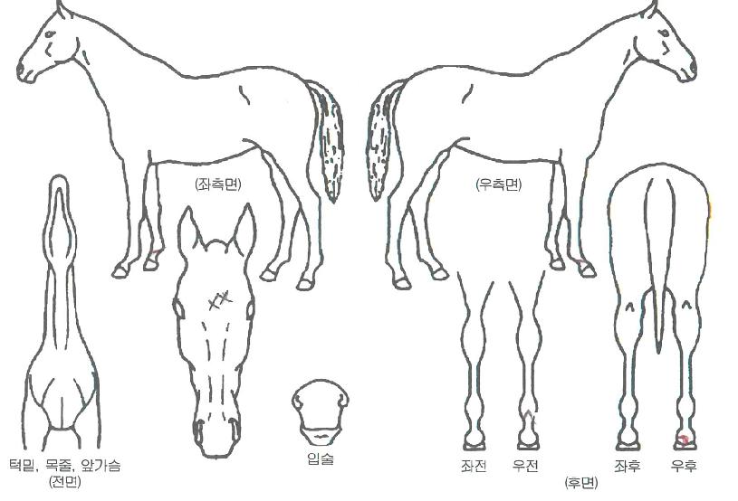 �ݾǿ����� ����,���,�޸�,�λ�,�ٸ��� Ư¡����